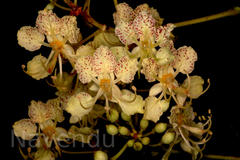 Bauhinia retusa